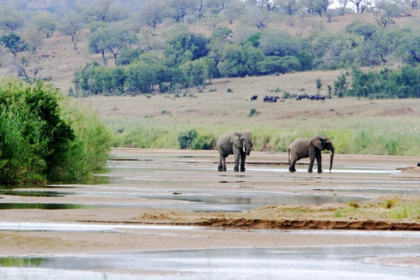 Elefantes africanos selvagens — Fotografia de Stock