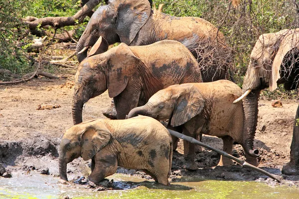 Wild african elephants — Stock Photo, Image
