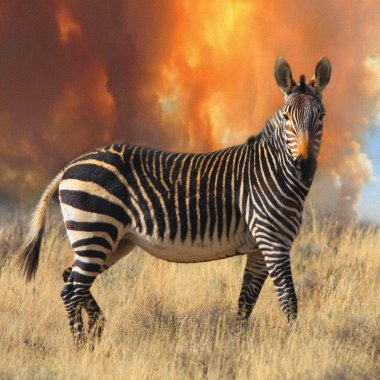 Cape Dağ zebrası