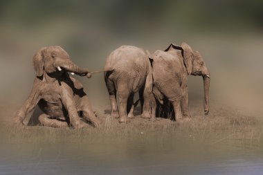 Vahşi Afrika fili
