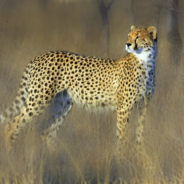 Divoké africké gepard — Stock fotografie