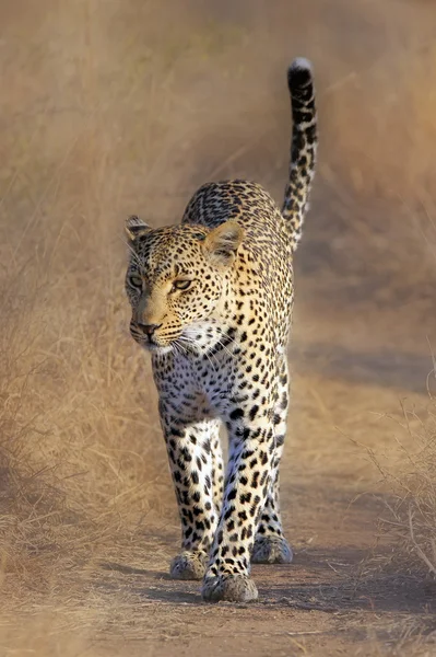 야생 아프리카 표범 — 스톡 사진