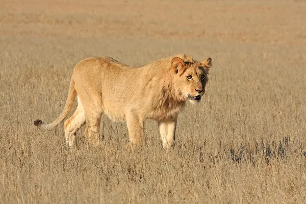 Vahşi Afrika aslanı — Stok fotoğraf