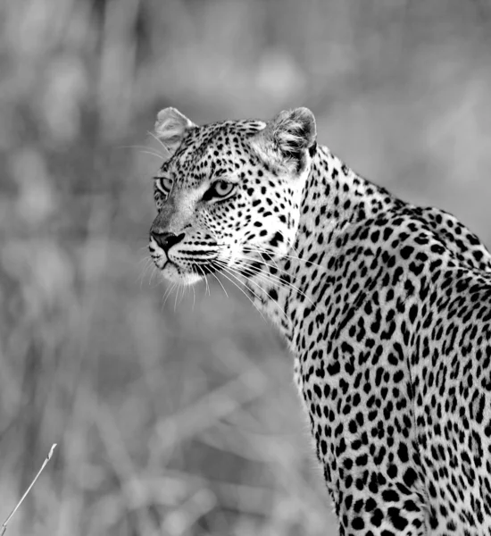 Африканский леопард — стоковое фото