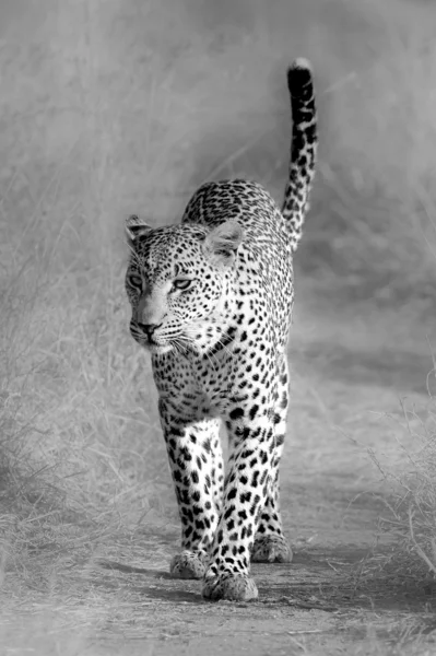 Divoké africké leopard — Stock fotografie