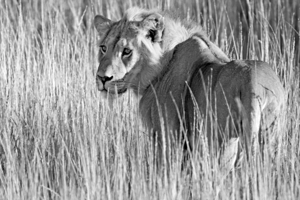 Dziki Lwa afrykańskiego — Zdjęcie stockowe