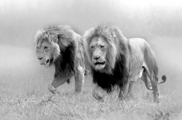 Lion sauvage africain — Photo