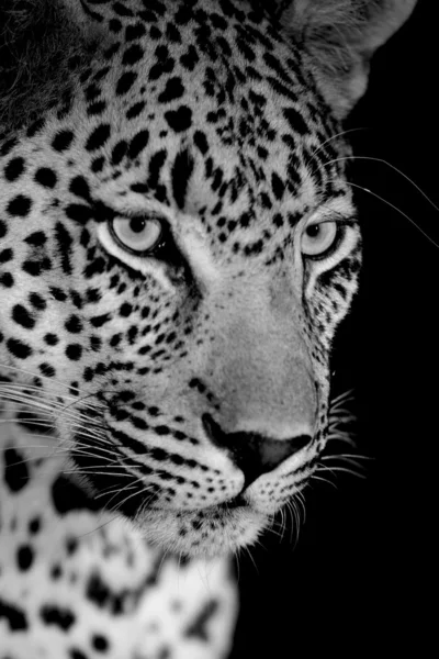 Léopard sauvage africain Photo De Stock