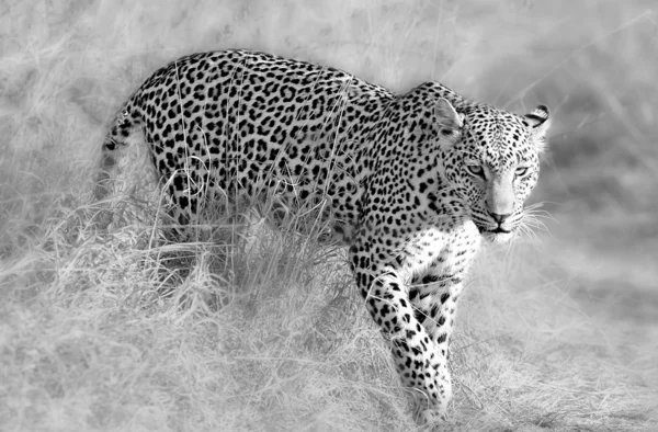 Afrikanischer Leopard lizenzfreie Stockfotos