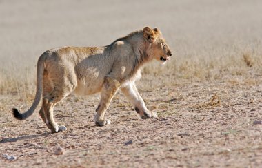 Vahşi Afrika aslanı