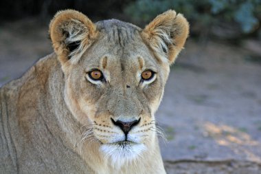 Vahşi Afrika aslanı