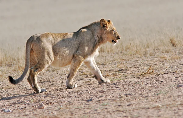 Leul african sălbatic — Fotografie, imagine de stoc