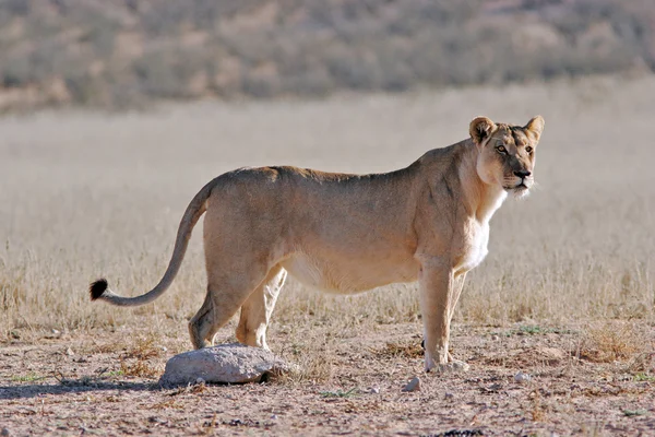 Wild african lion — Stock Photo, Image