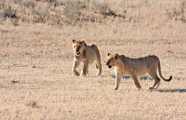 Wild african lion — Stock Photo, Image