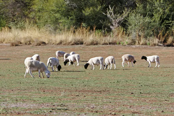 Сільське господарство з вівця — стокове фото
