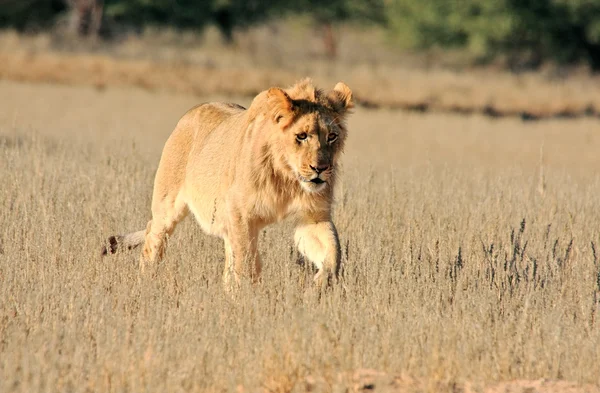Wild Afrikaanse leeuw — Stockfoto