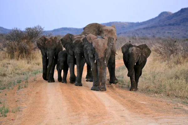 Éléphants sauvages d'Afrique — Photo