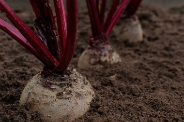 Pancar. Sebze yatağında büyüyen pancar..