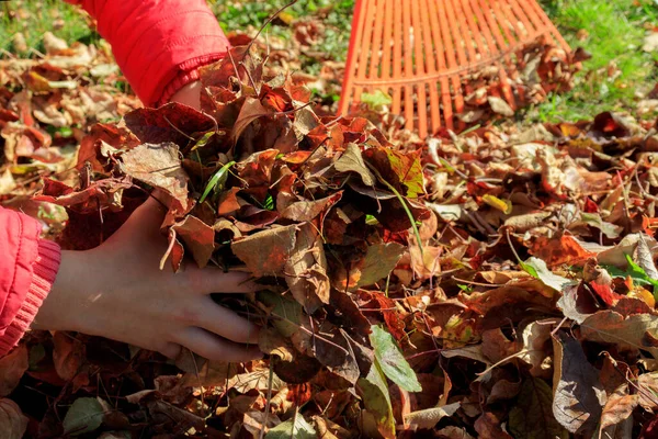Sonbahar Bahçesinden Düşen Sarı Kırmızı Yaprakları Tutan Ellerin Yakın Çekimi — Stok fotoğraf