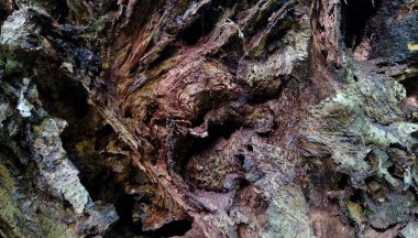 Eski mahsulün dokusu, harap olmuş, hırpalanmış, çürümüş ağaç gövdesi ve kökleri. Doğa arka planı, eski ahşap zemin.