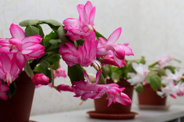 Decembrist Schlumberger Buckley Familia Plantas Epífitas Cactus Que Florecen Invierno —  Fotos de Stock