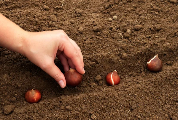 Sonbaharda ya da ilkbaharda çamura tül çiçeği dikmek. Kadın eli lale diker.