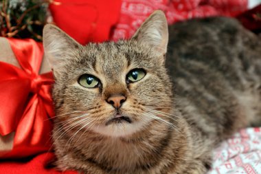 Noel kedisi Noel süslemelerinin arka planına bakıyor. Noel tatili kavramı. Sevimli kediler, Noel kartı.