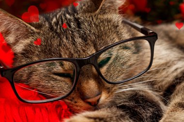 Parlak kırmızı kalplerin arasında gözlüklü uyuyan kedi. Sevgililer Günü konsepti, Aşk.
