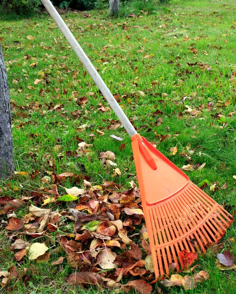 Ekim veya Kasım aylarında bahçede düşen yaprakları toplamak için bahçe tırmığı. Bahçe sonbahar çalışmaları kavramı.