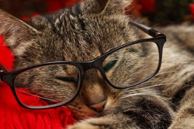 Kırmızı bir arka planda gözlüklü uyuyan bir kedinin portresi. seçici odak