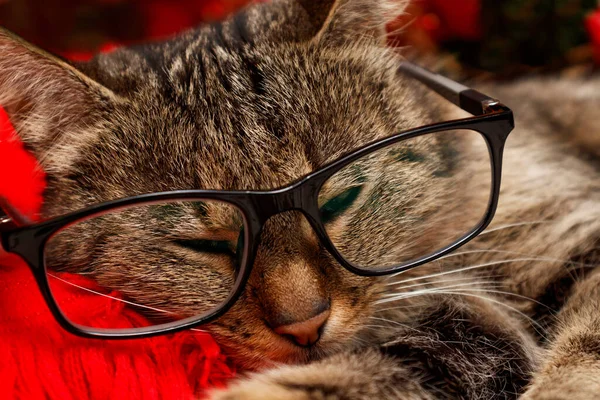 Kırmızı bir arka planda gözlüklü uyuyan bir kedinin portresi. seçici odak