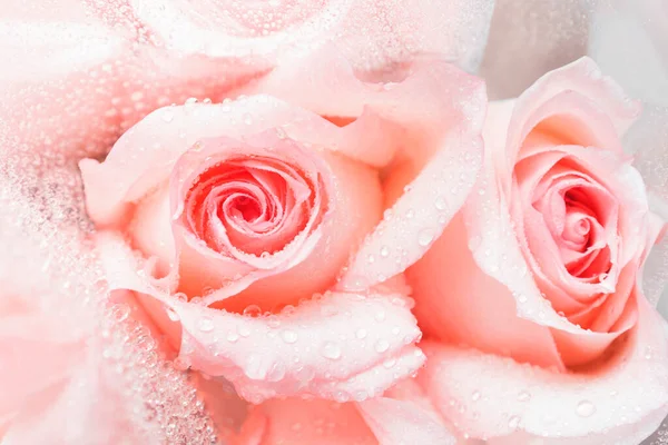 Рожева Троянда Фону Який Колір Roses Background День Матері День — стокове фото