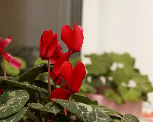 Cyclamen Red Beautiful Cyclamen Pot Windowsill — Stockfoto