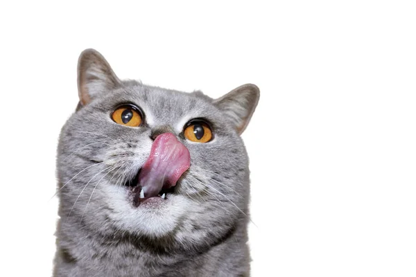 Portrait Funny Gray Purebred Licking Cat Looking Big Surprised Eyes — 图库照片