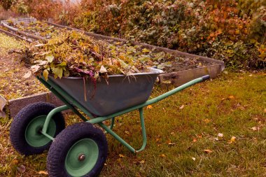 Bahçe el arabası, bitki kalıntıları, bahçede kuru yapraklar. Gübreleme kavramı.