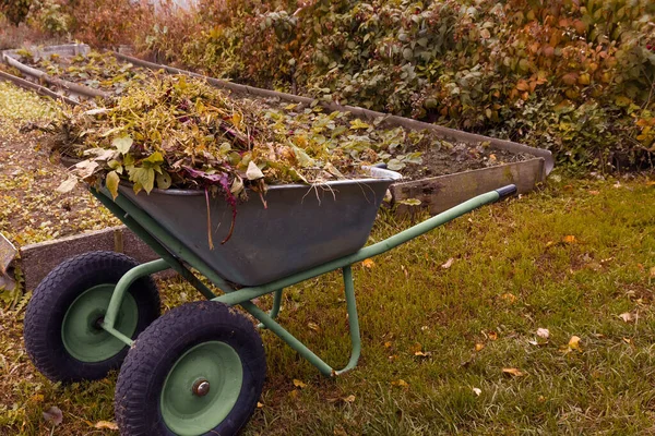 园中的独轮车 用剩下的植被 干树叶在花园里 堆肥概念 — 图库照片