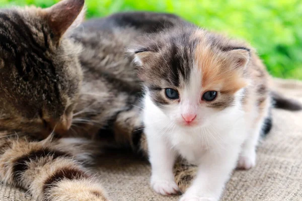 一只可爱的多色小猫和他的母猫看着摄像机 母爱和感情的概念 — 图库照片