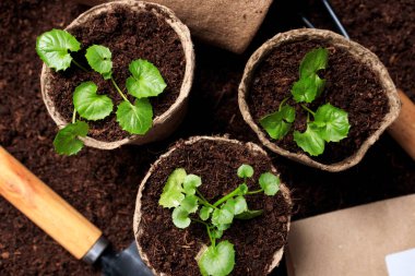 Topraklı ve fidanlı turba tencerelerinin üst görüntüsü. Bitki ve çiçek yetiştirme konsepti, bahar mevsimsel çalışmaları, tohum ekme.