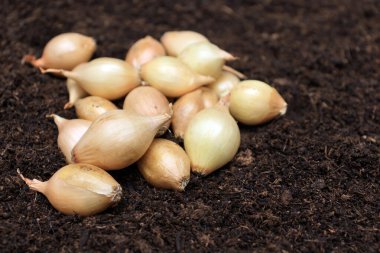Baharda toprağa ekmek için soğan tohumları. Çiftçilerin ve bahçıvanların sebze yetiştirme kavramı.,