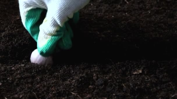 Cómo Plantar Ajo Suelo Plantación Semillas Ajo Ecológico Por Los — Vídeos de Stock