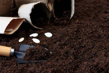 Balkabağı tohumları, bahçe aletleri, yere bitki ekmek için turba kapları. Bitki ekme ve bahçeye tohum ekme mevsiminin başlangıcı. Boşluğu Kopyala