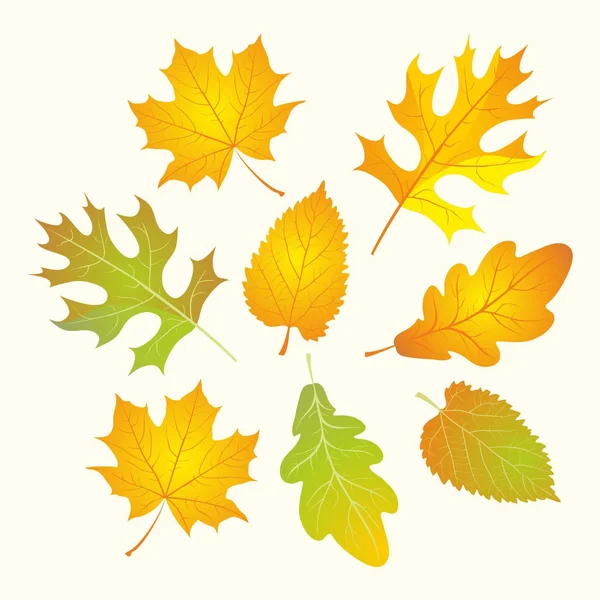 Feuilles d'automne. — Image vectorielle