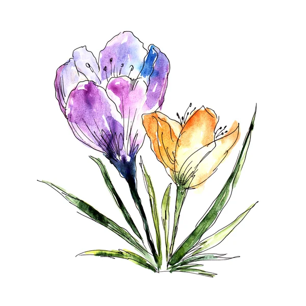 Crocus bloemen — Stockfoto