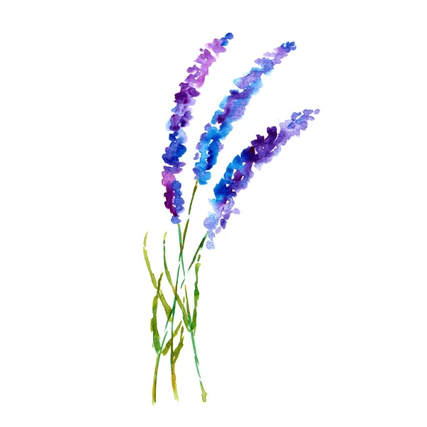 Flores de lavanda — Fotografia de Stock