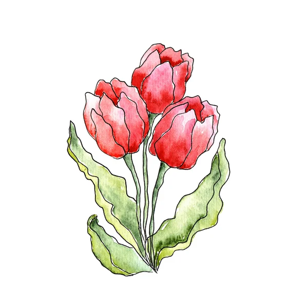 Watercolor tulip flowers — Stock Photo, Image