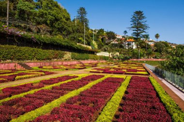 Madeira Adası, Portekiz, Botanik Bahçesi Monte, Funchal. Ekim 2021