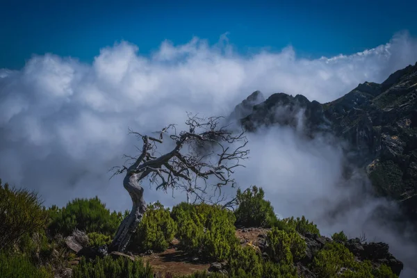Portekiz, Madeira Adası, Pico Ruivo 'ya güzel yürüyüş parkuru. Bulutların üzerinde güneşli bir sonbahar günü. Ekim 2021. Önde eğri ağaç var..