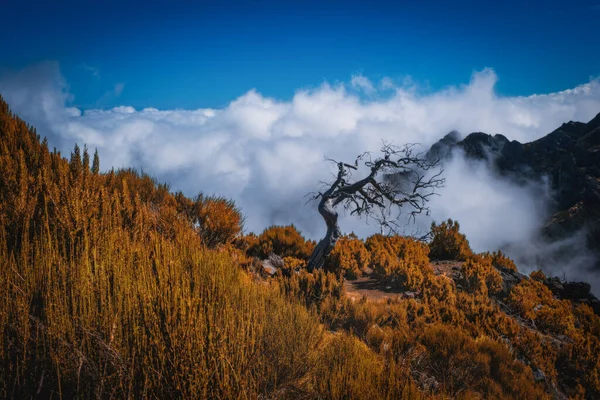 Portekiz, Madeira Adası, Pico Ruivo 'ya güzel yürüyüş parkuru. Bulutların üzerinde güneşli bir sonbahar günü. Ekim 2021. Önde eğri ağaç var..