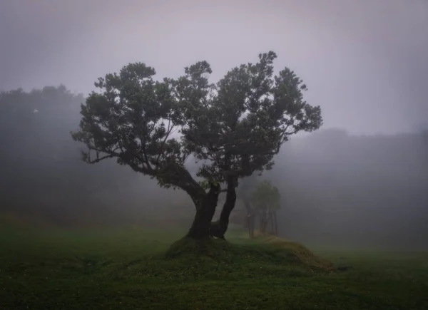 Mañana Brumosa Niebla Bosque Fanal Isla Madeira Portugal Octubre 2021 — Foto de Stock