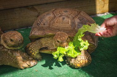Pet turtle eating lettuce salad in Jurassic Turtles center on Madeira island, Porto Moniz. October 2021
